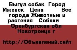 Выгул собак. Город Ижевск › Цена ­ 150 - Все города Животные и растения » Собаки   . Оренбургская обл.,Новотроицк г.